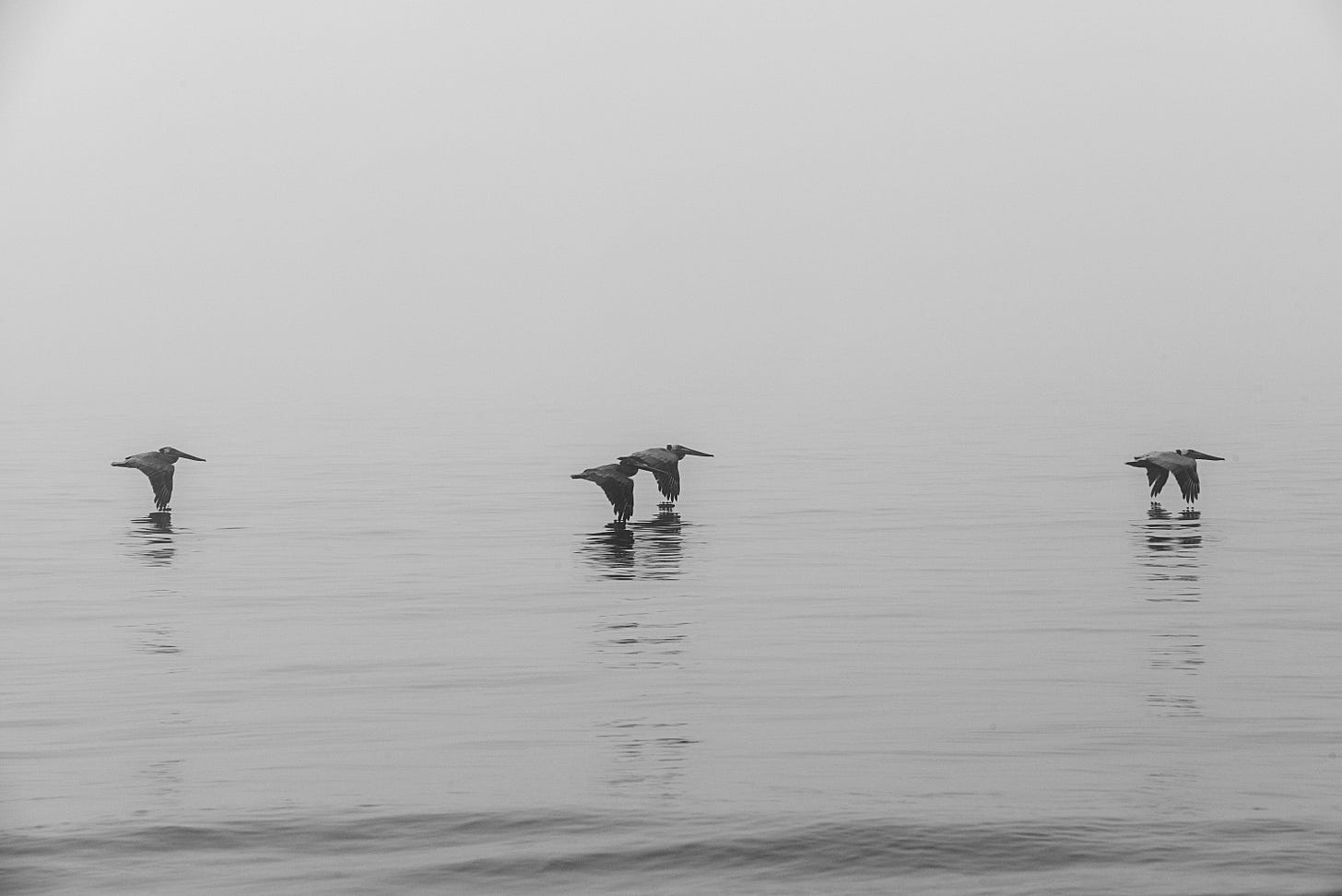 A monochrome photo of four pelicans flying in synchrony just a foot or two above calm ocean waters off Santa Barbara's East Beach. The lead and traling birds are separated by about 20 feet from the two middle birds flying side by side. In the background is a heavy fog.