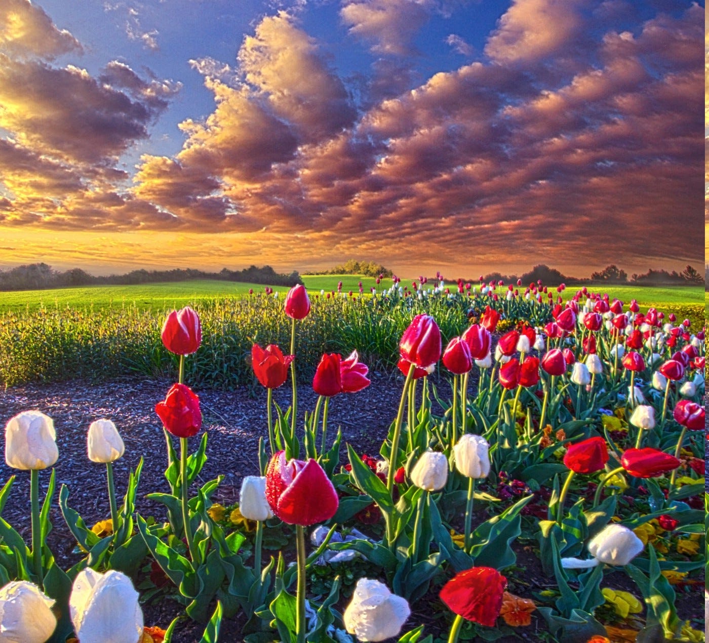 spring, Flowers, Tulips, Field, Sunrise, Grass, Clouds, Nature ...