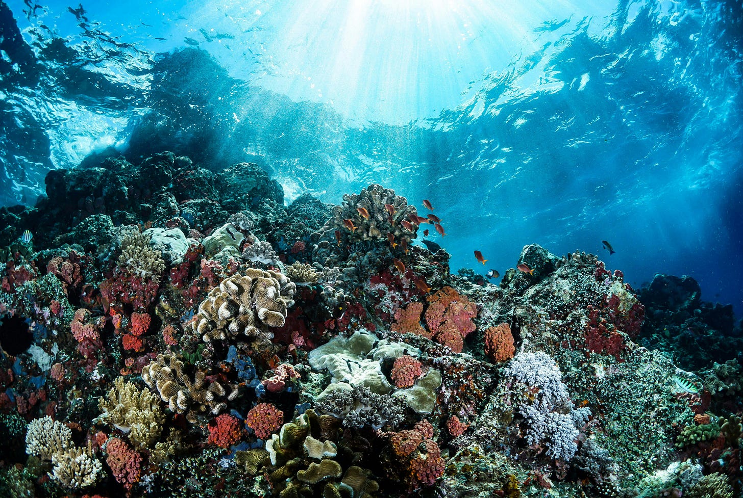 Free Explore the colorful coral reef teeming with marine life in Manado's clear blue waters. Stock Photo