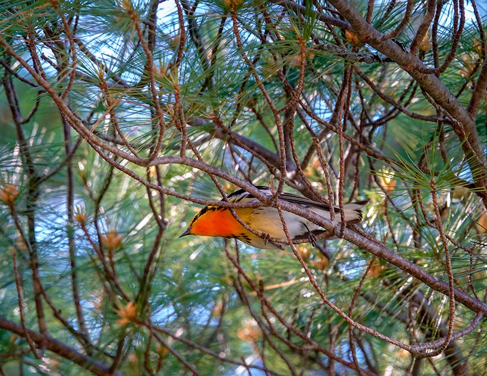 Birds of the Adirondack Park: Blackburnian Warbler on the John Brown Farm Trails (22 June 2018).