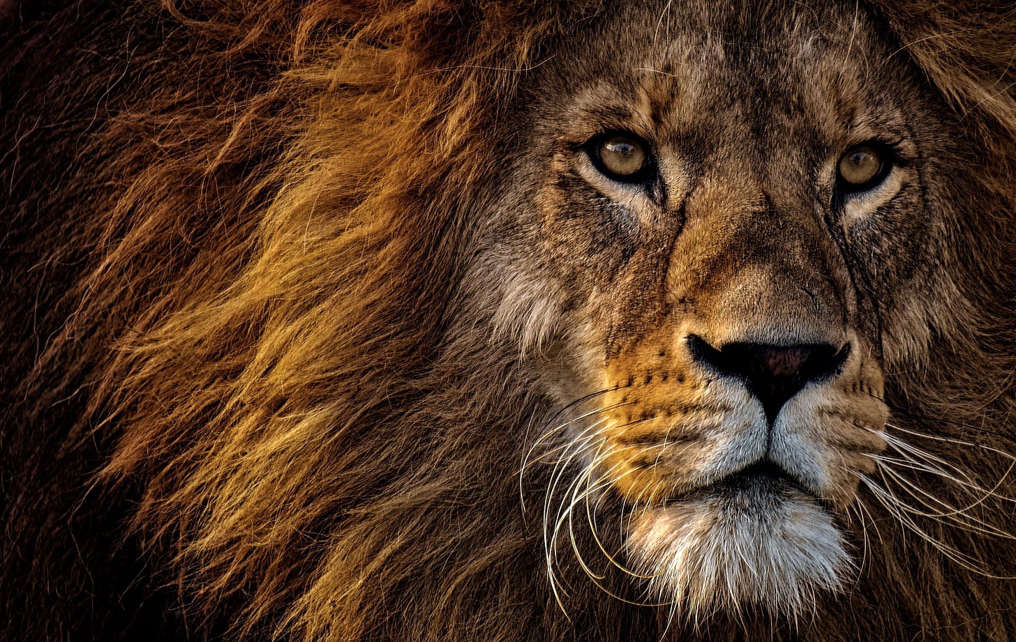 Male lion close up head shot