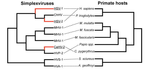 Herpes simplex virus phylogeny compared to primate phylogeny Herpes simplex virus phylogeny compared to primate phylogeny