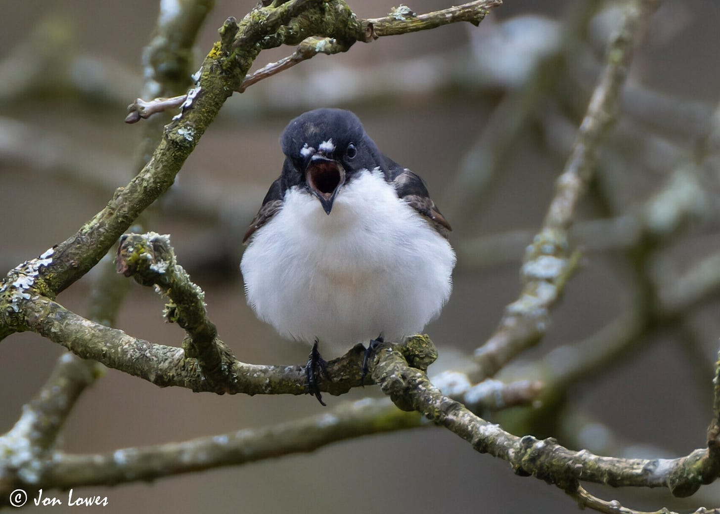 A sub-saharan migrant, Pied Flycatchers return to the UK each spring to breed in shady, mixed and deciduous woodland, especially where there are oak trees.