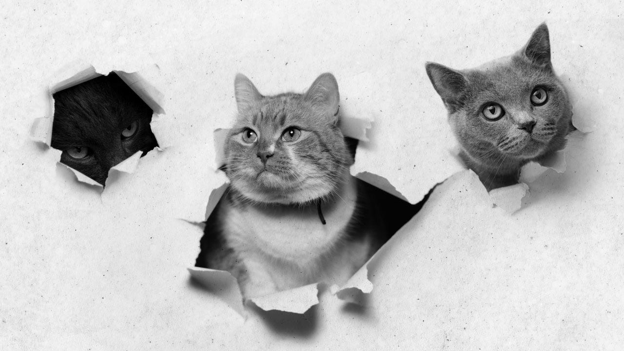 A silly black and white graphic of three cats poking their heads through a paper surface.