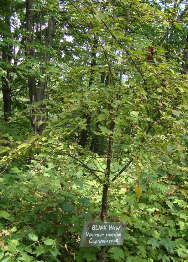 Small tree of black haw in USA