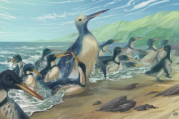 An illustration shows a giant penguin emerging from the surf onto a sandy beach. It towers over several other smaller penguins on a bright day with green mountains in the background.