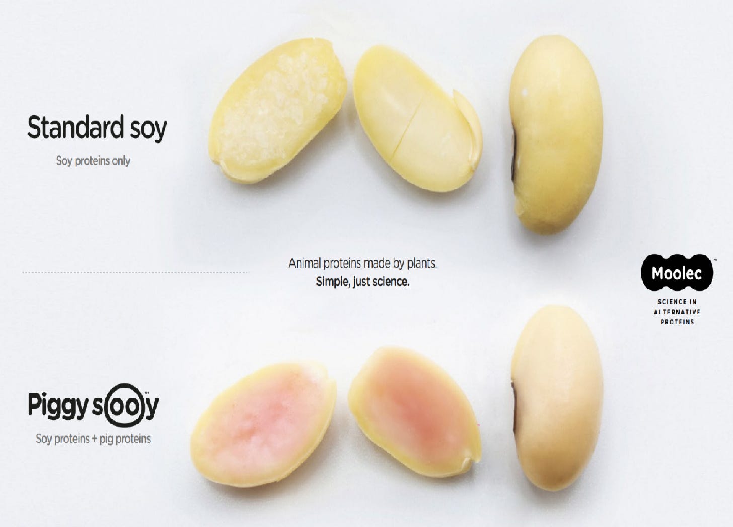 Comparison of a standard soy bean cut open vs a Piggy Sooy bean cut open, revealing the fleshy interior.