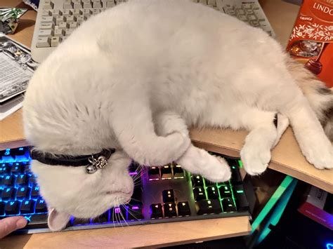 Decoy keyboard no longer works. The cats found a way around it. : r/funny