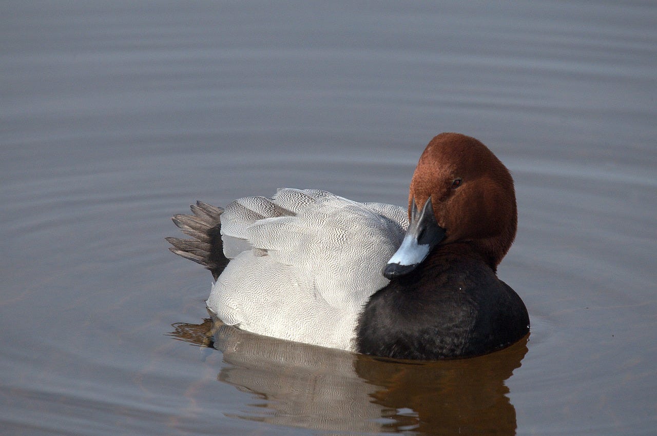 male common pochard on the water