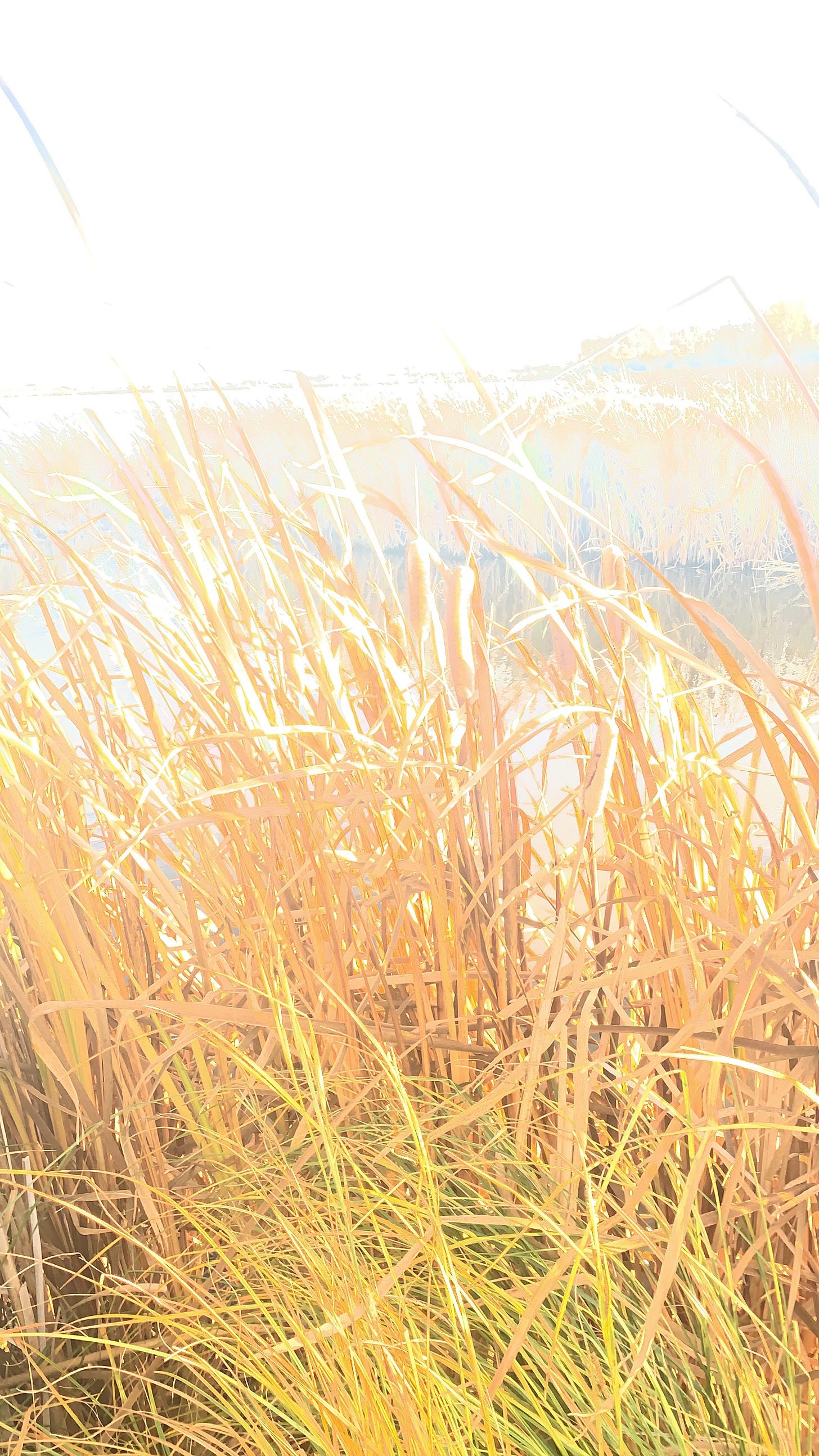 An overexposed photo of saffron and marmalade-colored marsh grass at sunrise