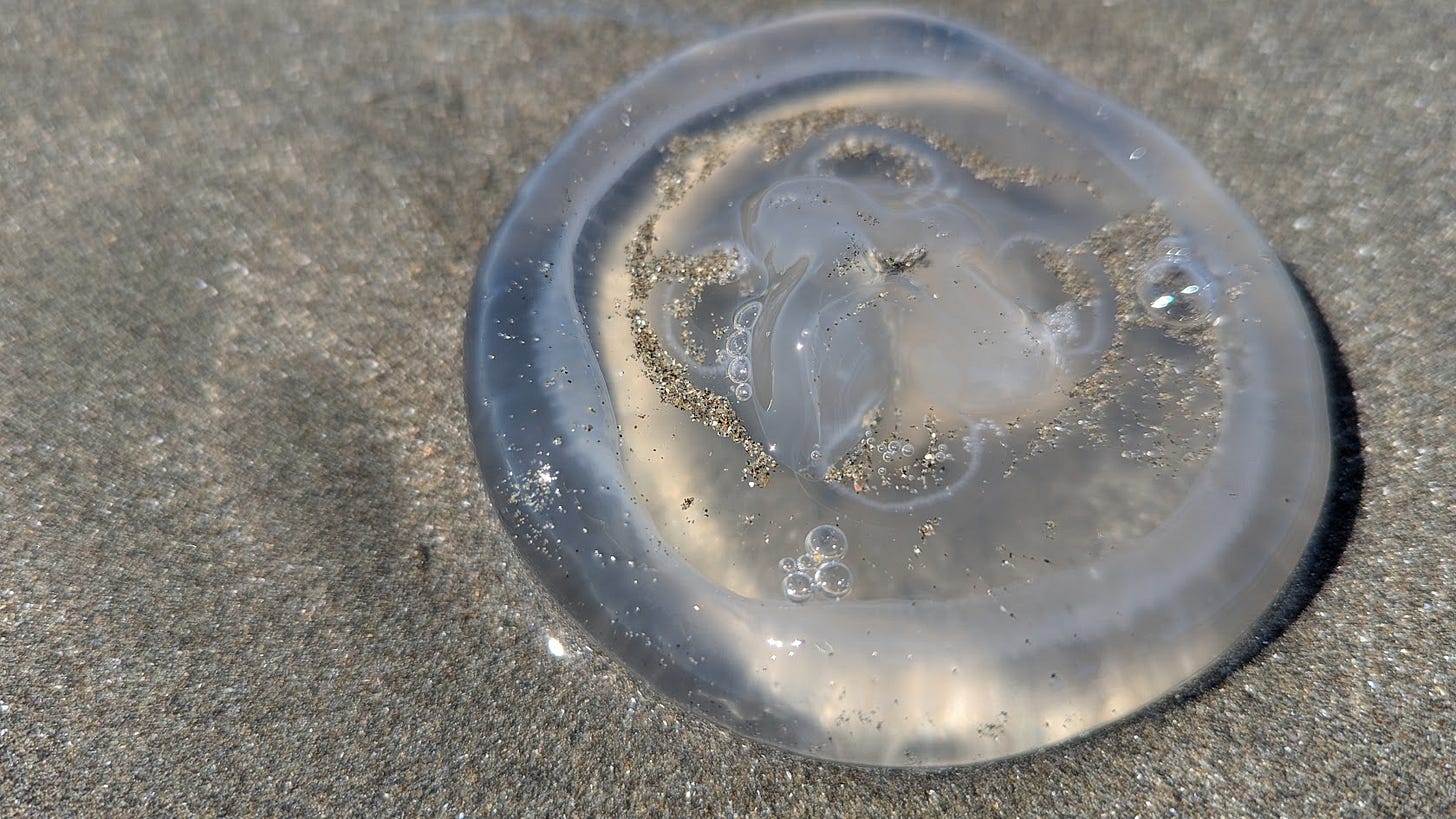 a clear jellyfish on a sandy beach