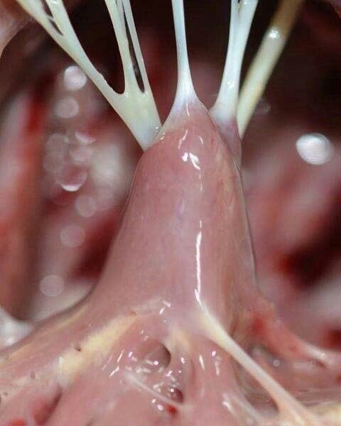 chordae tendineae (the heart strings) attached to the papillary muscles :  r/Cardiology