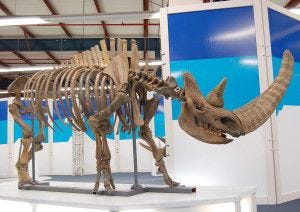 woolly rhino skeleton 300x212