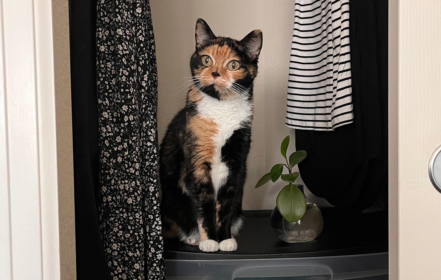 A cat sitting in a closet next to a houseplant.