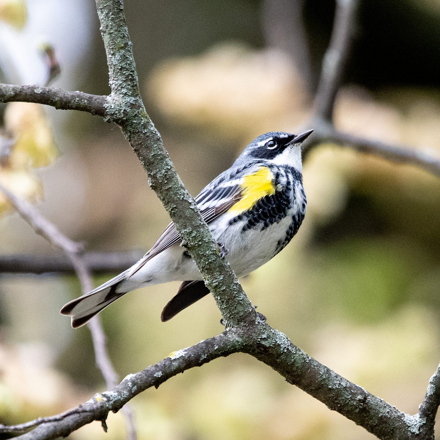 A yellow-rumped warbler, perched, looking skyward