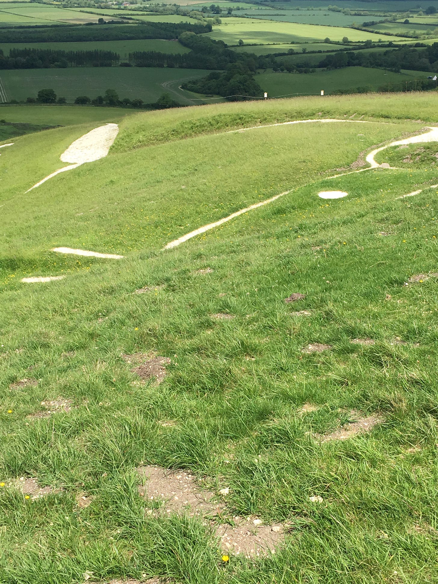 A grassy hilltop patterned with contours of white chalk, the head and forelock of a white-horse figure.