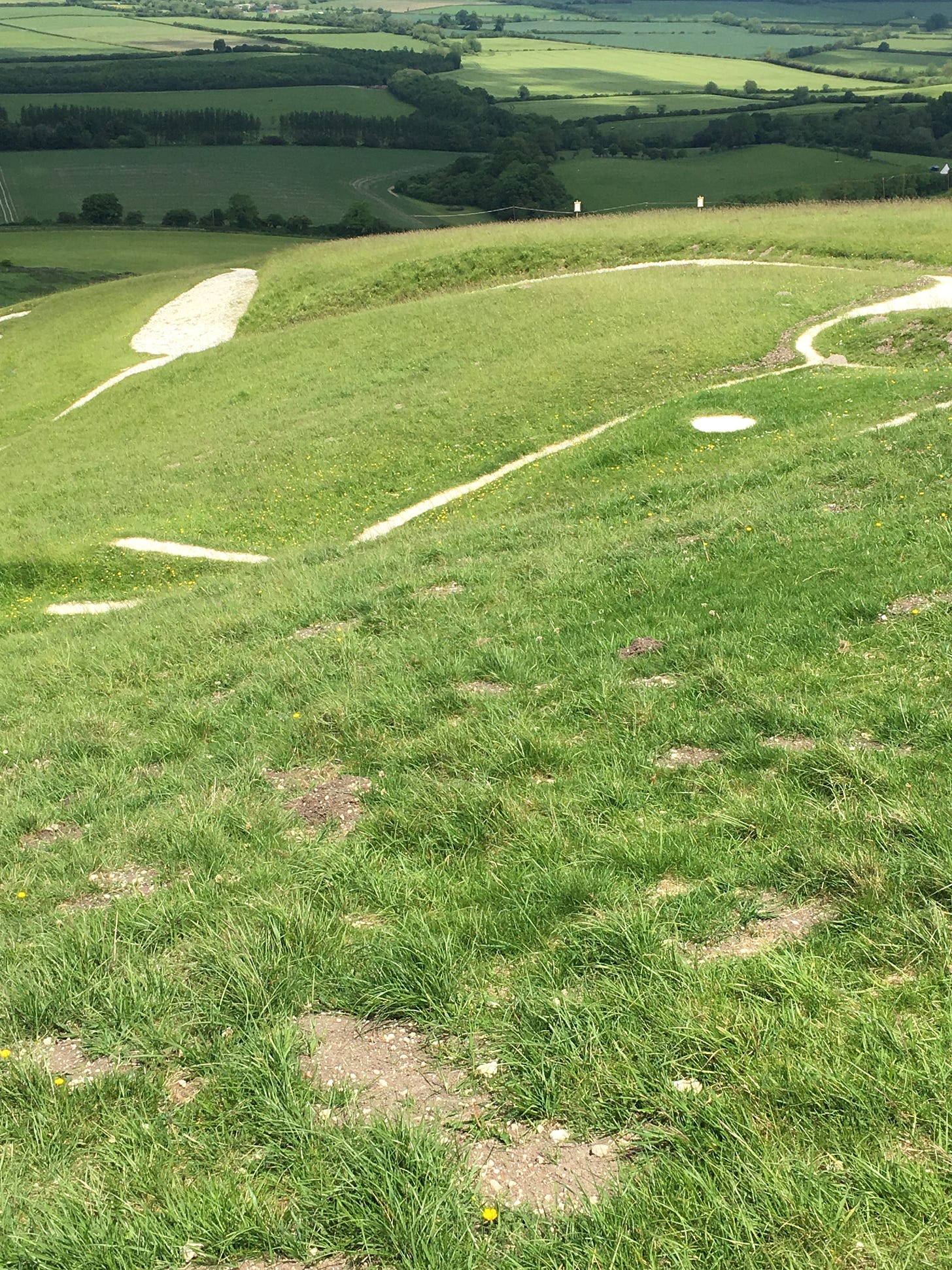 A grassy hilltop patterned with contours of white chalk, the head and forelock of a white-horse figure.