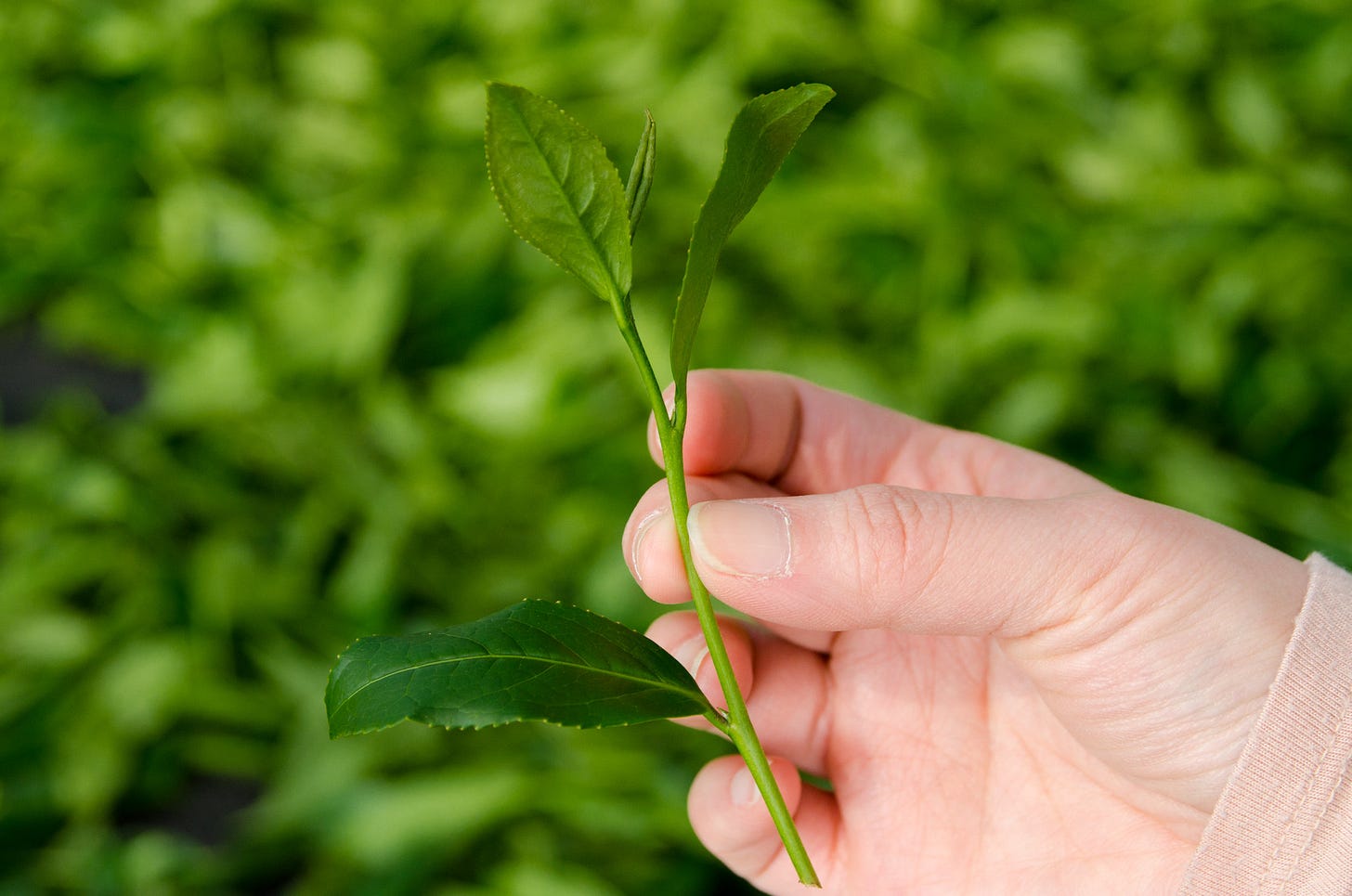 ID: Hand holding tea shoot