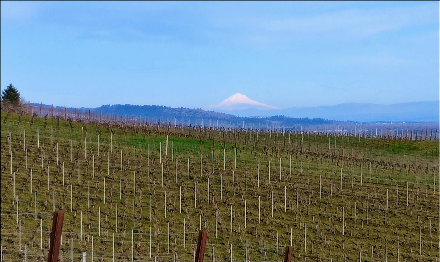 Mt. Jefferson on a beautiful Willamette Valley pre-spring day, but then...