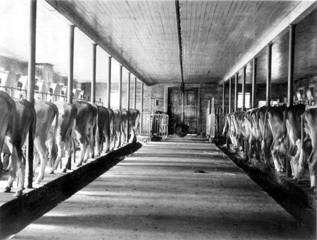dairy cows in barn