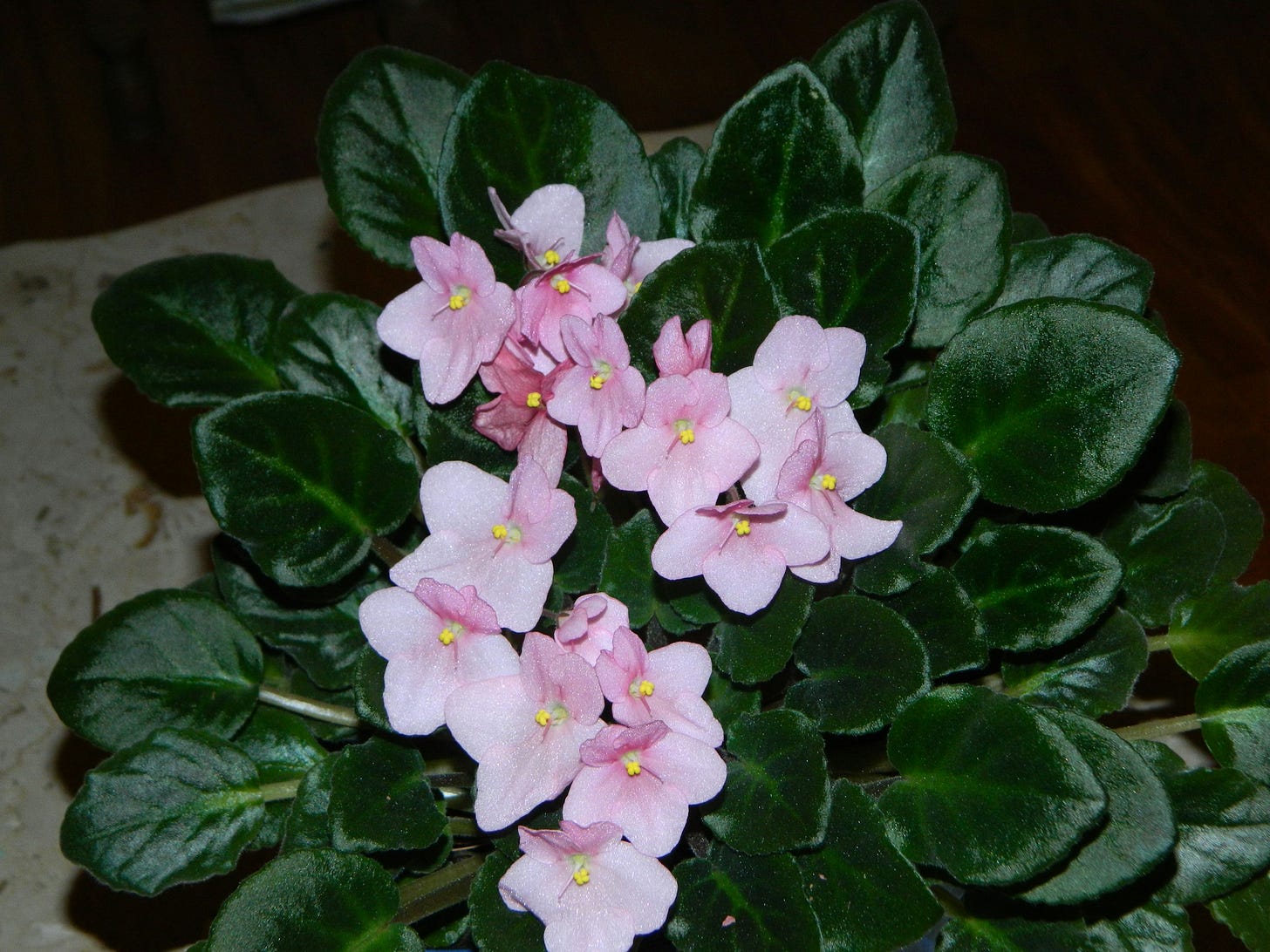 African violet plant with pink flowers