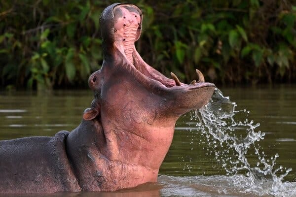 A hippopotamus in water opens its mouth wide.