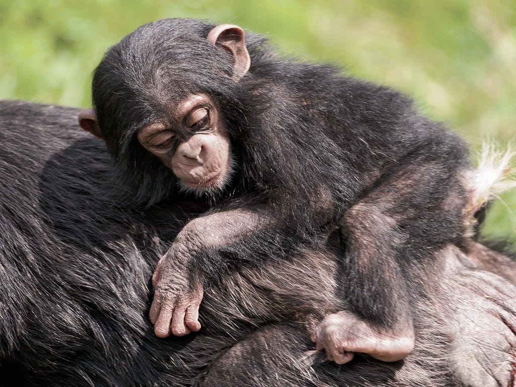 Baby on the back of mommy | A young chimpanzee on the back o… | Flickr Baby on the back of mommy | A young chimpanzee on the back o… | Flickr