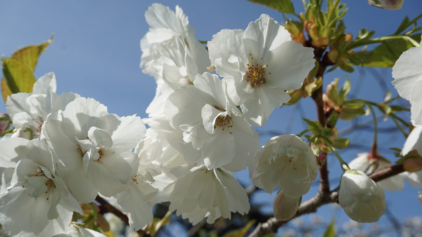 Photo of blossom by N S Ford