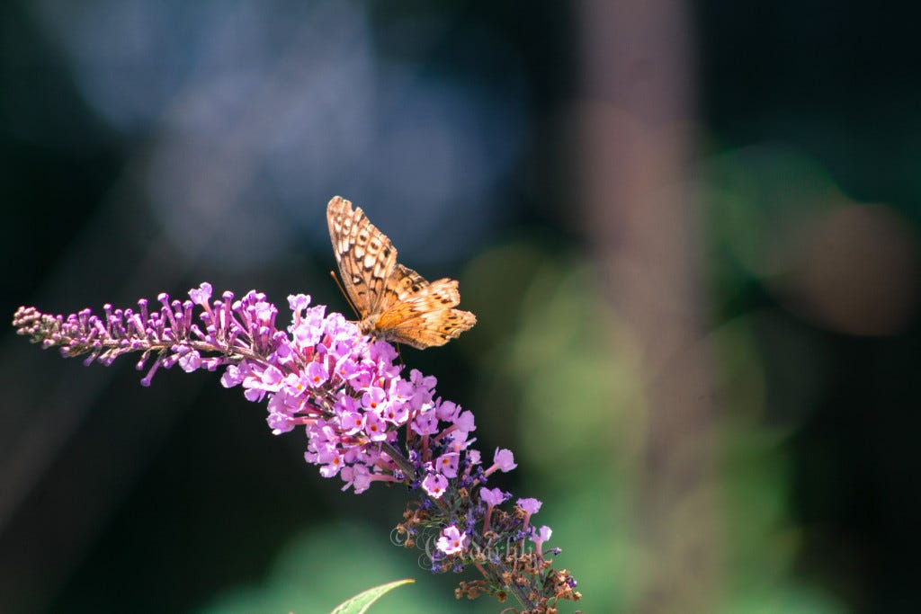 Vanessa on Buddleia