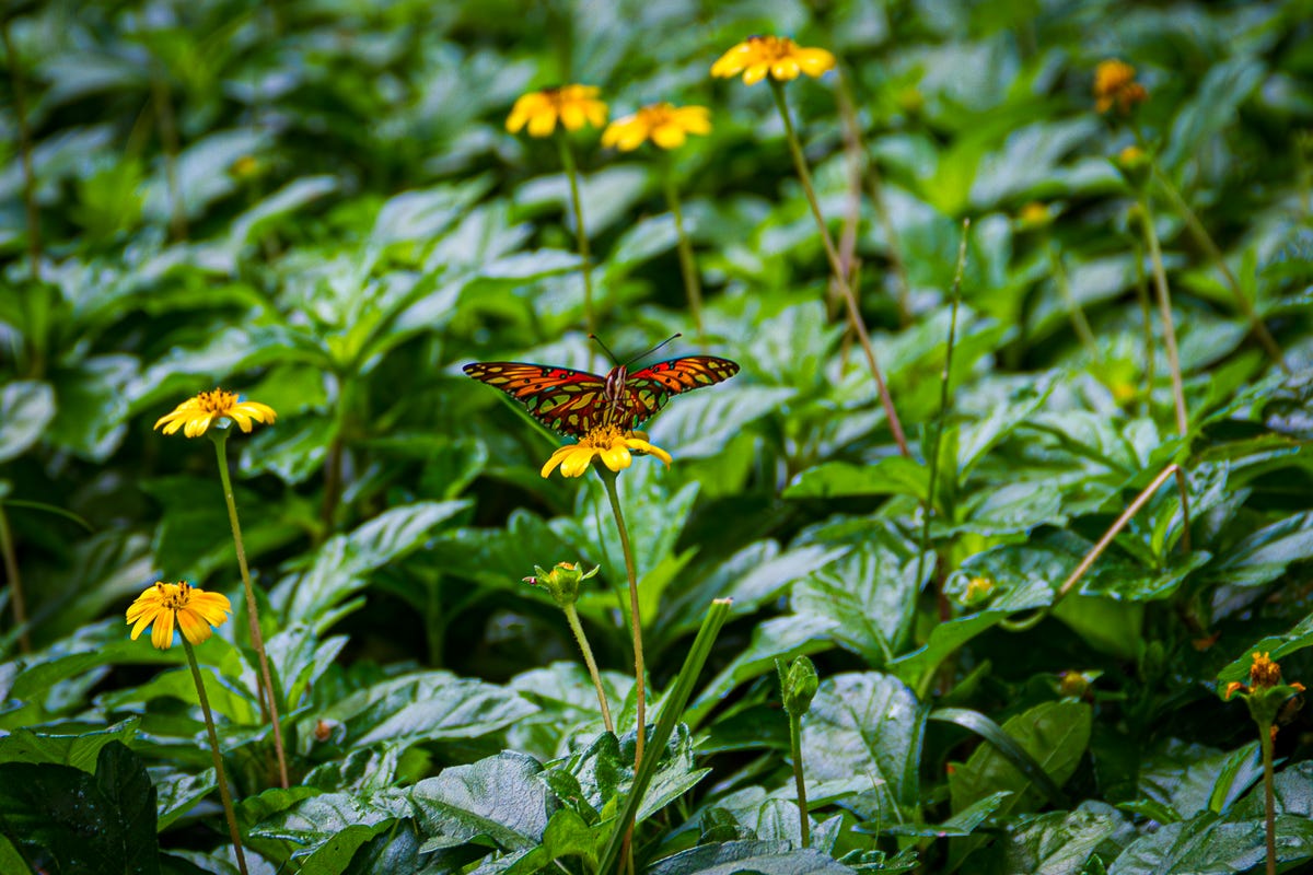 butterfly on flower