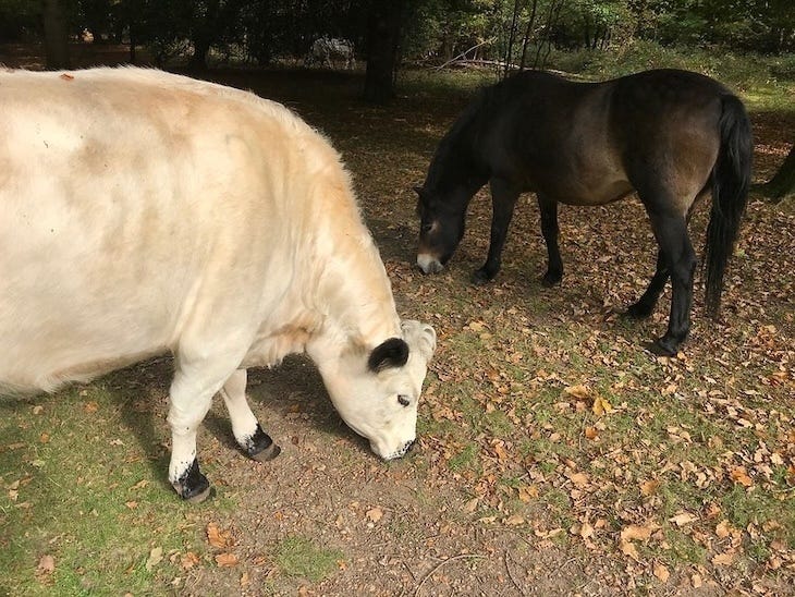 A cow and a pony grazing next to each other in woodland