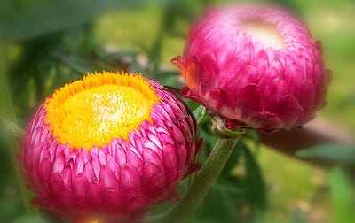 hot pink flower buds with brilliant yellow centers