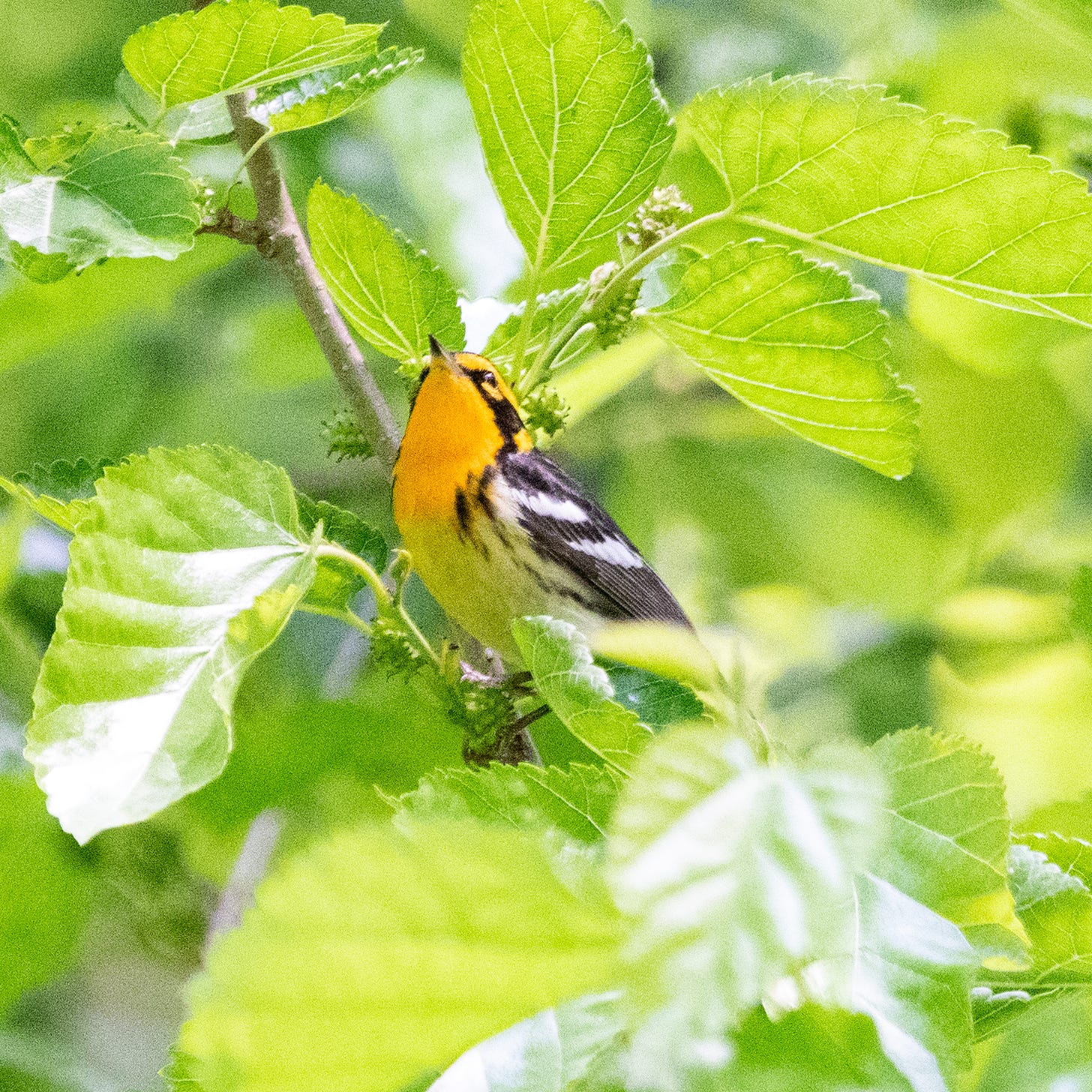 A Blackburnian warbler, with a bright orange throat and forehead