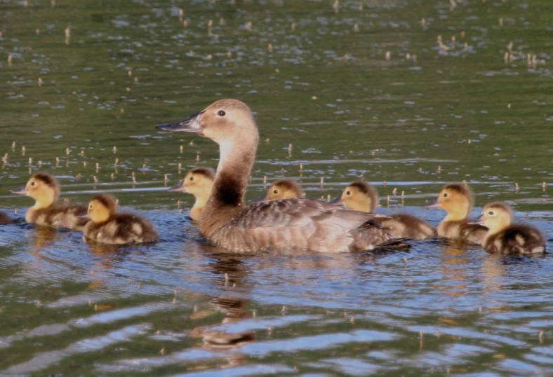 Canvasback duck and ducklings