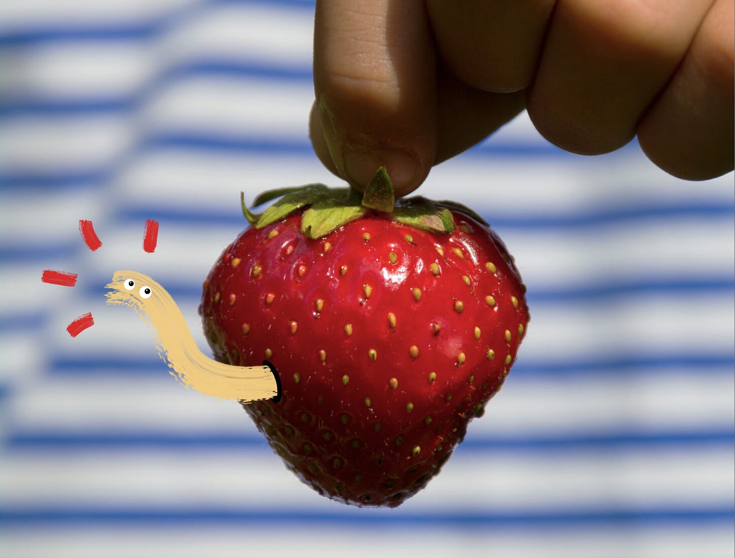 Fingers holding a large, red strawberry in front of a blue and white striped background. A hand drawn worm is emerging from a hand drawn hole on the left hand side of the fruit.