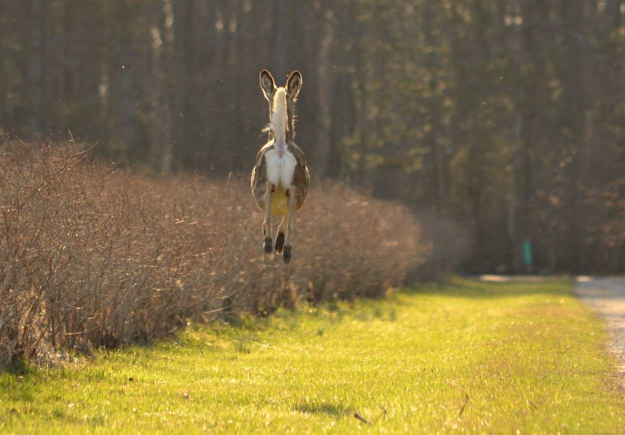 Why Do Deer Blow, Snort?