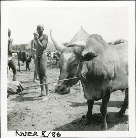 Nuer humped ox in South Sudan photographed by E. Evans Pritchard 1935 from the Pitt Rivers Museum South Sudan Project