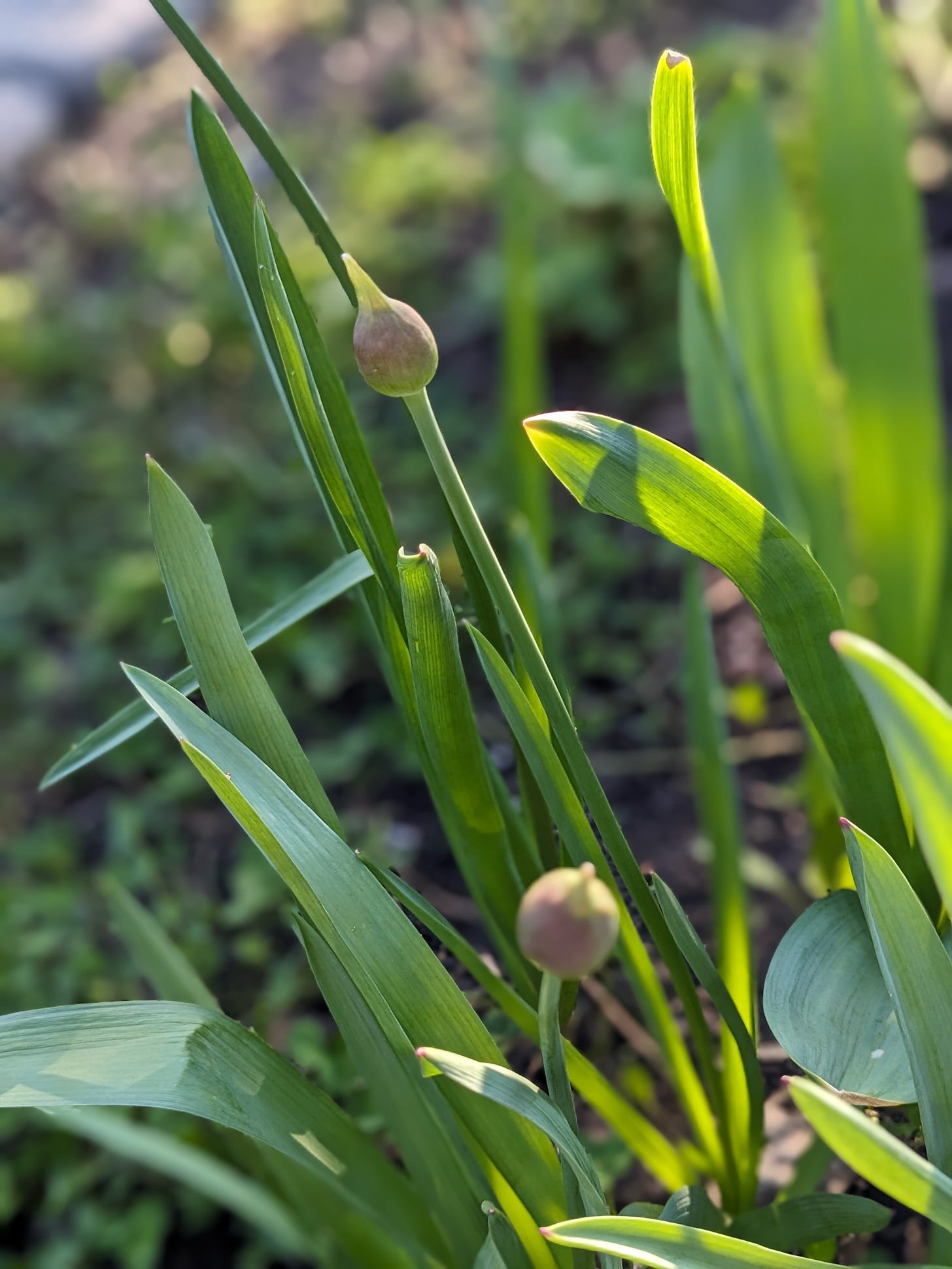 closeup on two pinkish-greenish bulbs growing at the top of two long green stems. some thick, flat leaves surround the stems growing up from the ground