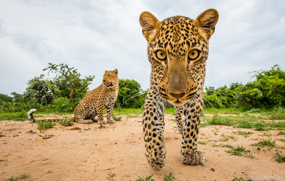 grandes felinos en la sabana africana fotografiados por Will Burrard-Lucas