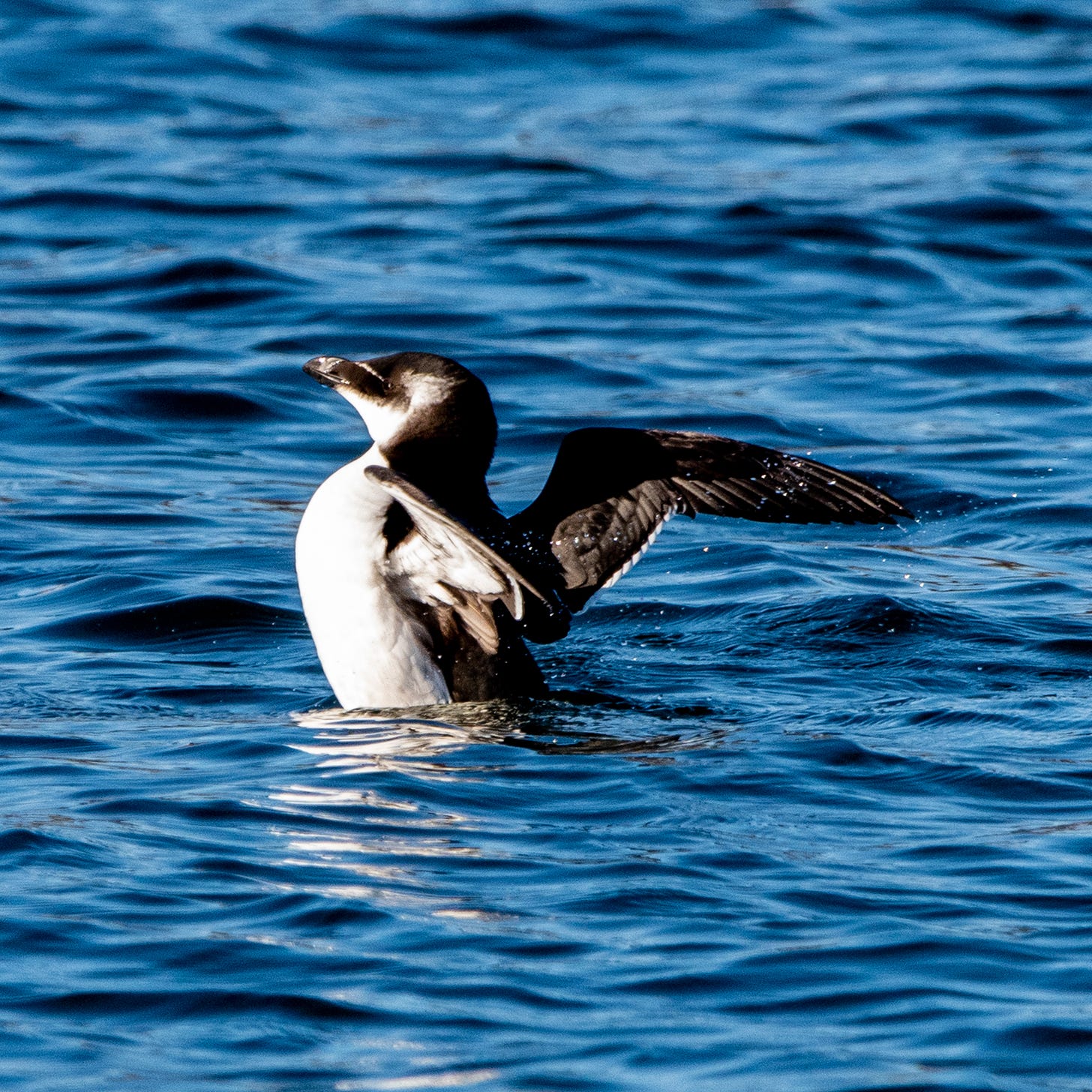 A razorbill rears up in the water, stretching its wings and exposing its belly