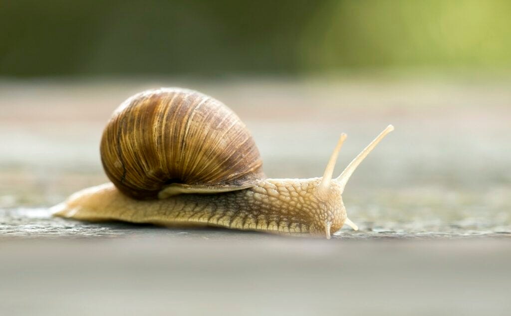 Slow snail crawling
