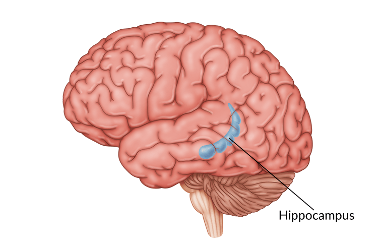 Hippocampus Damage: How to Improve Memory After Injury