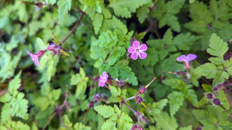 Small five-petaled wildflowers with stripes and feathery leaves