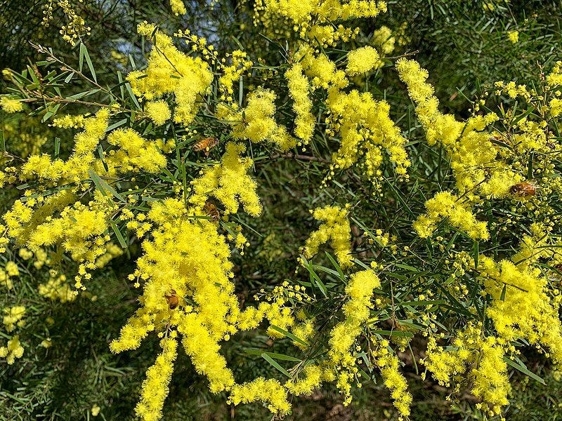 Acacia [Flowers - wikicommons].jpg
