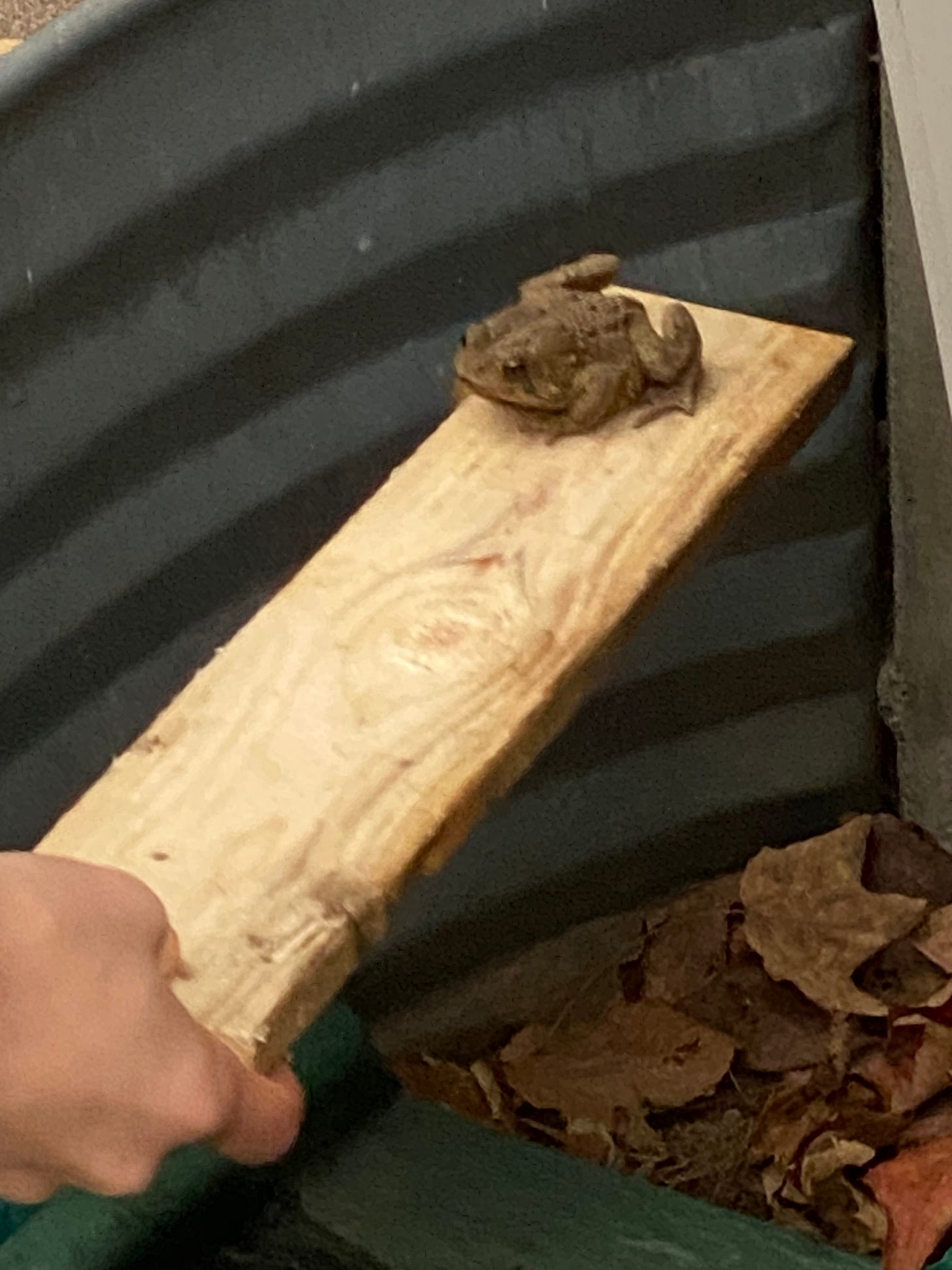 A toad in a window well being lifted out on a piece of wood.