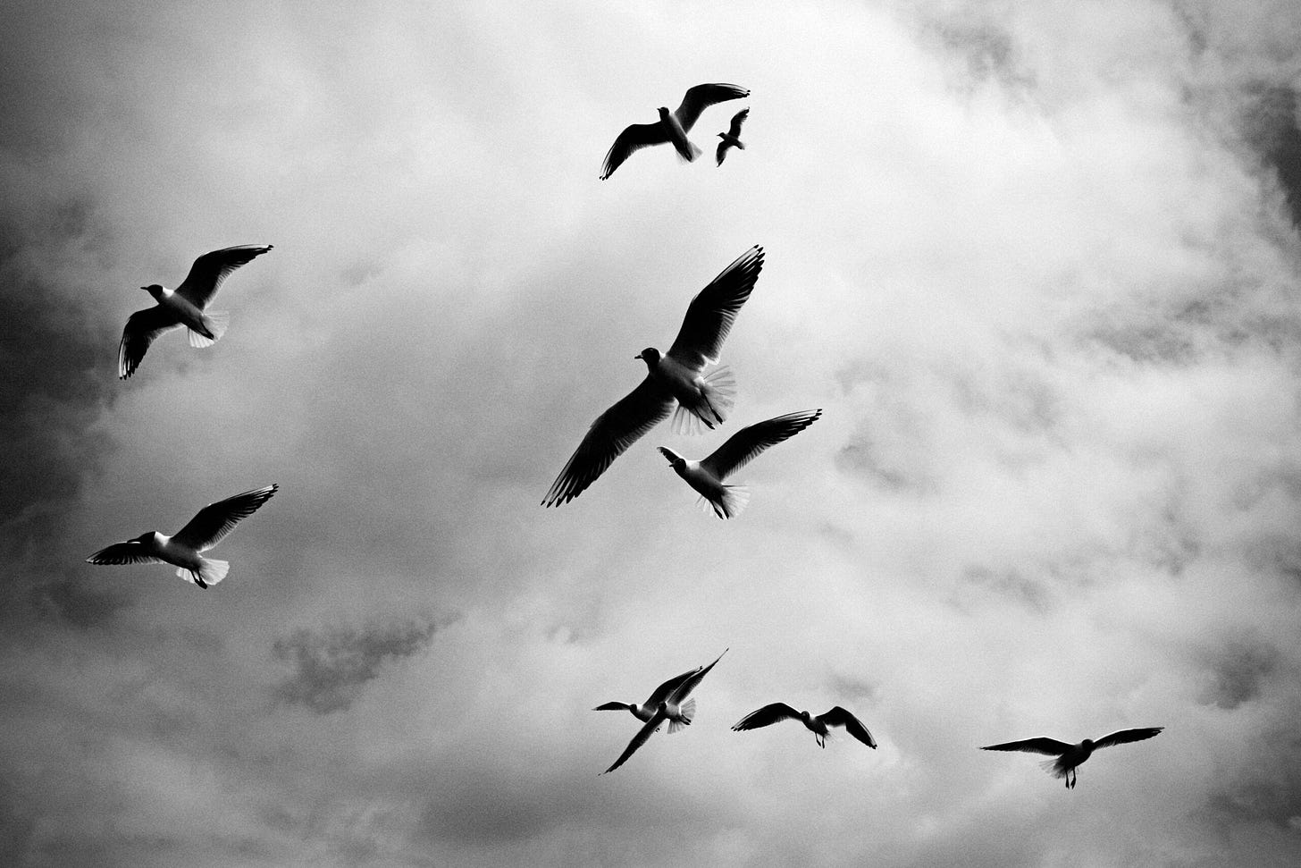 Seagulls flying in grey sky