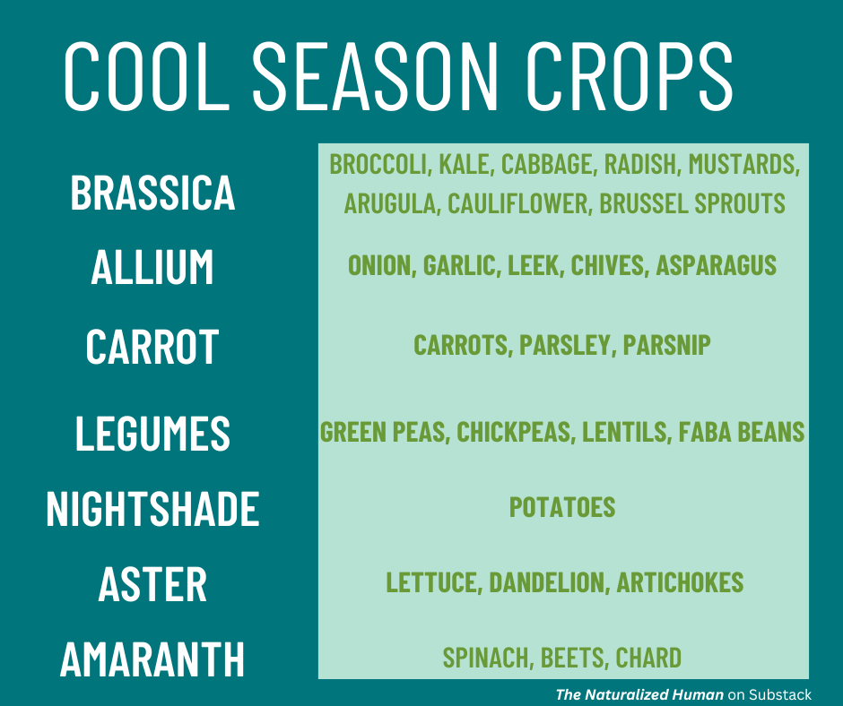 Chart of cool season vegetables by family