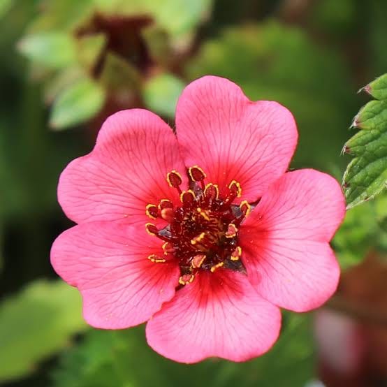 Potentilla nepalensis shogran - D'arcy and Everest