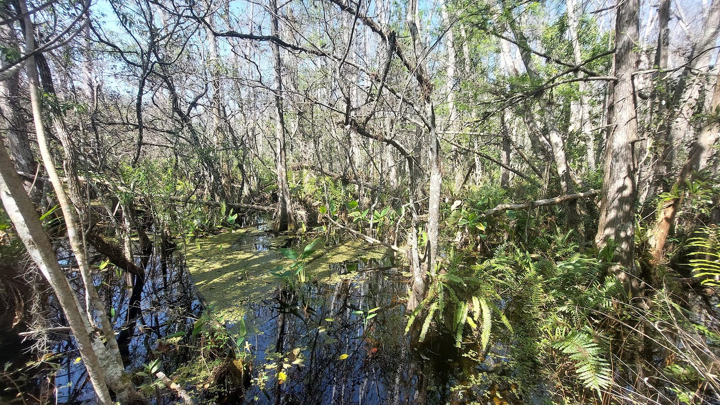 Corkscrew Swamp Sanctuary in Florida, USA.