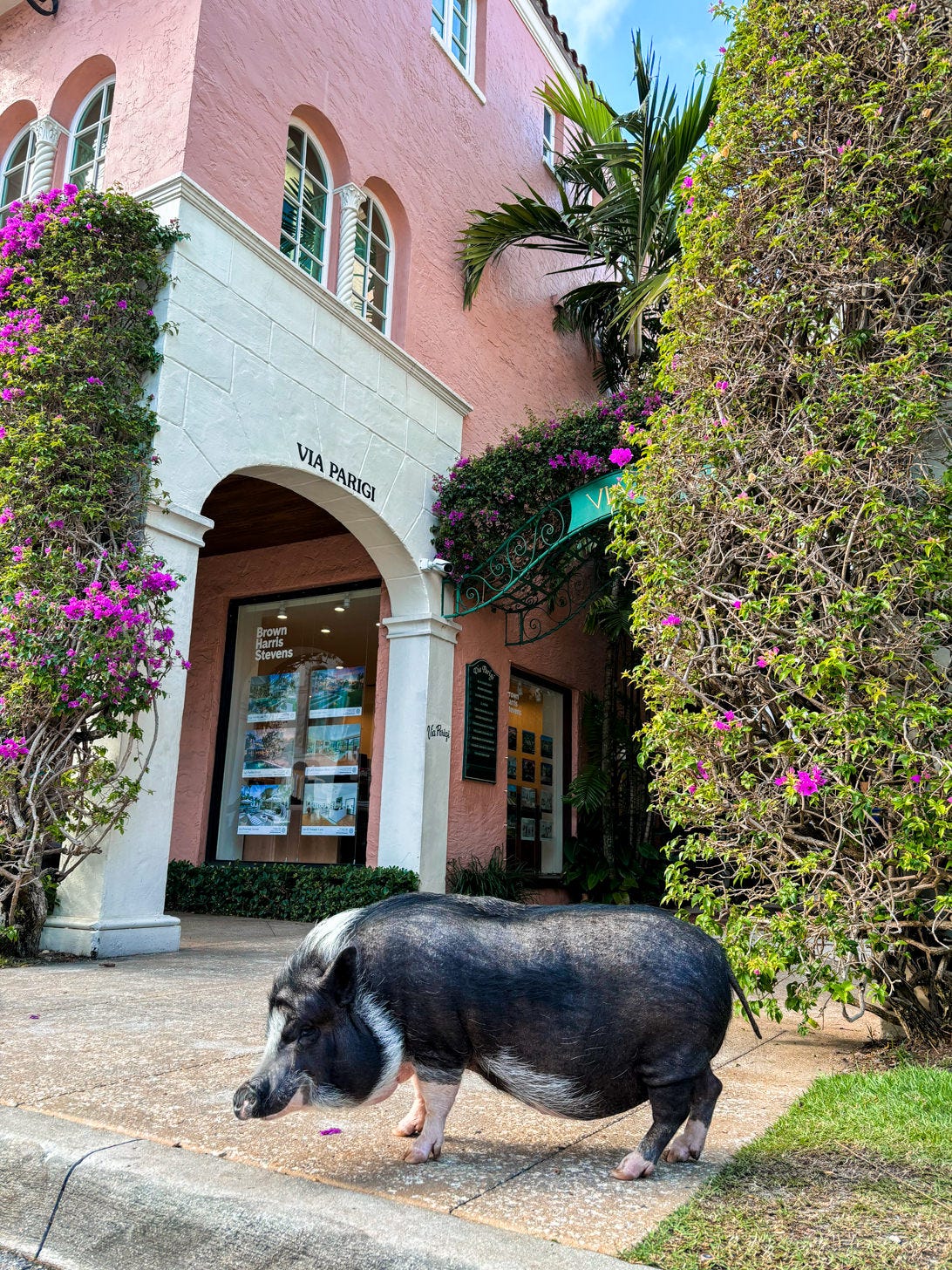 Potbellied pig standing on sidewalk in front of building with archway and tropical foliage